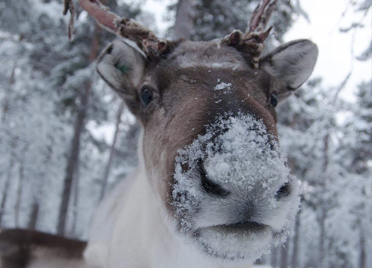 Foto von Elch im Schnee